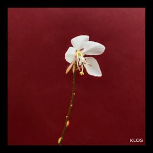 Beeblossom