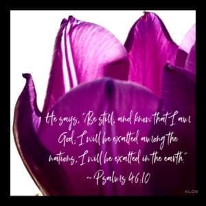 Purple Tulip With Scripture