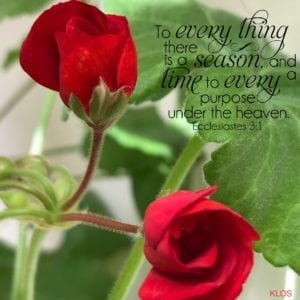 Red Geranium Double Bud with scripture