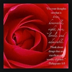 American Red Rose with Scripture