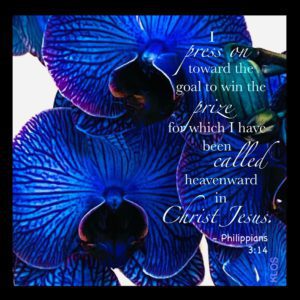 Blue Orchid with Scripture
