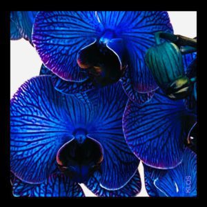 Blue Orchid