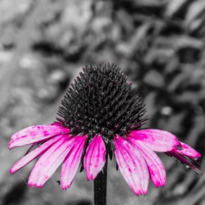 Pink Coneflower