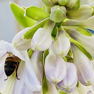 Hosta Bud & Bee