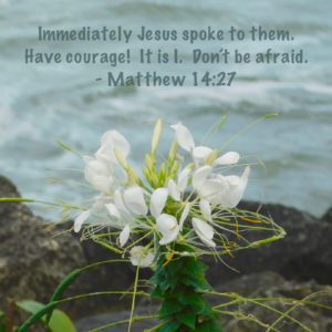 Water Spider with Scripture