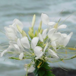 Water Spider