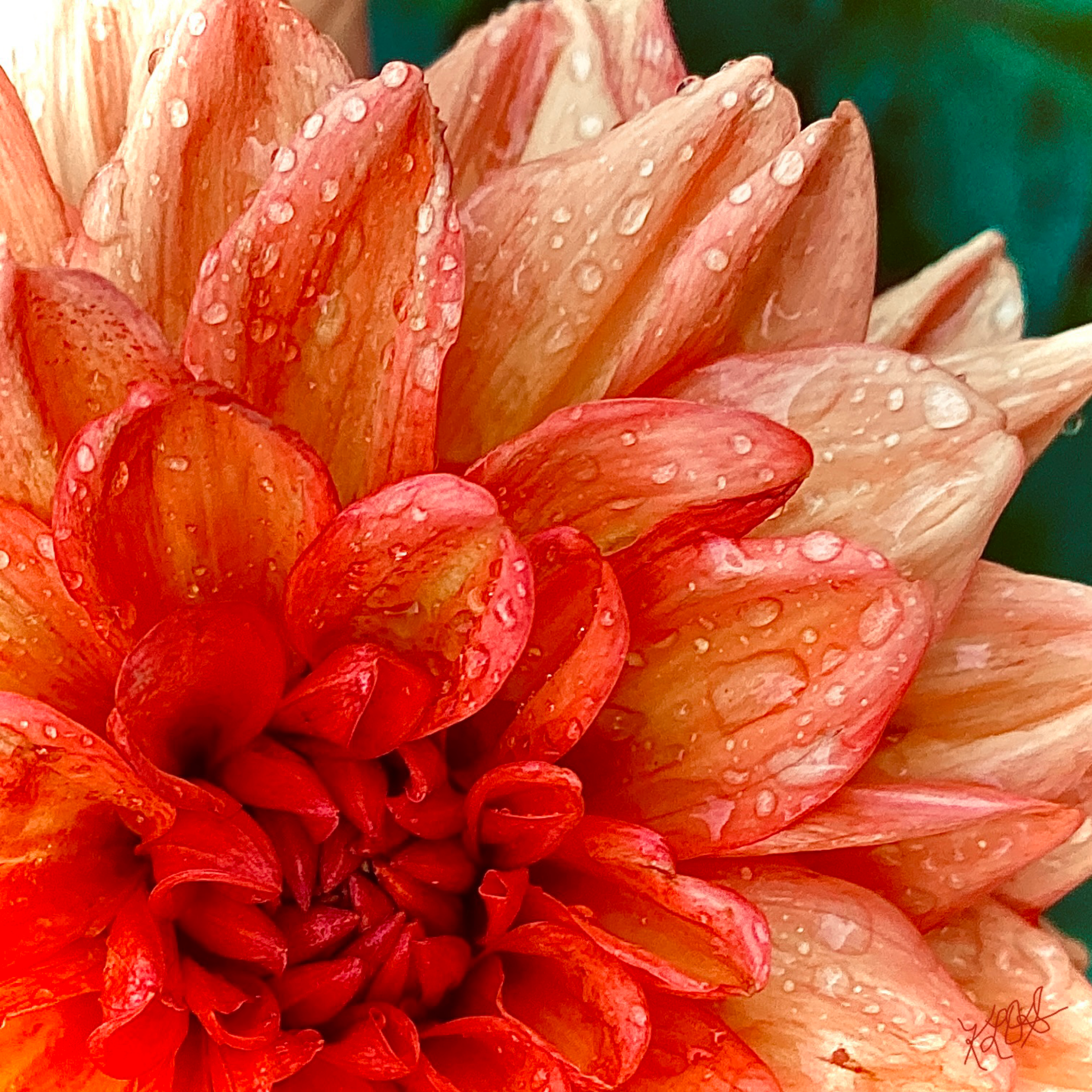 CHRYSANTHEMUM