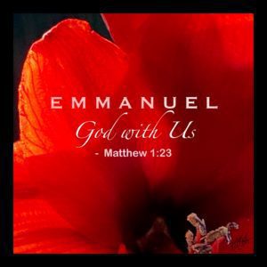 RED AMARYLLIS with Scripture