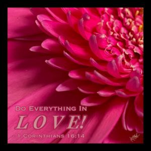 PINK GERBER DAISY w/ Scripture